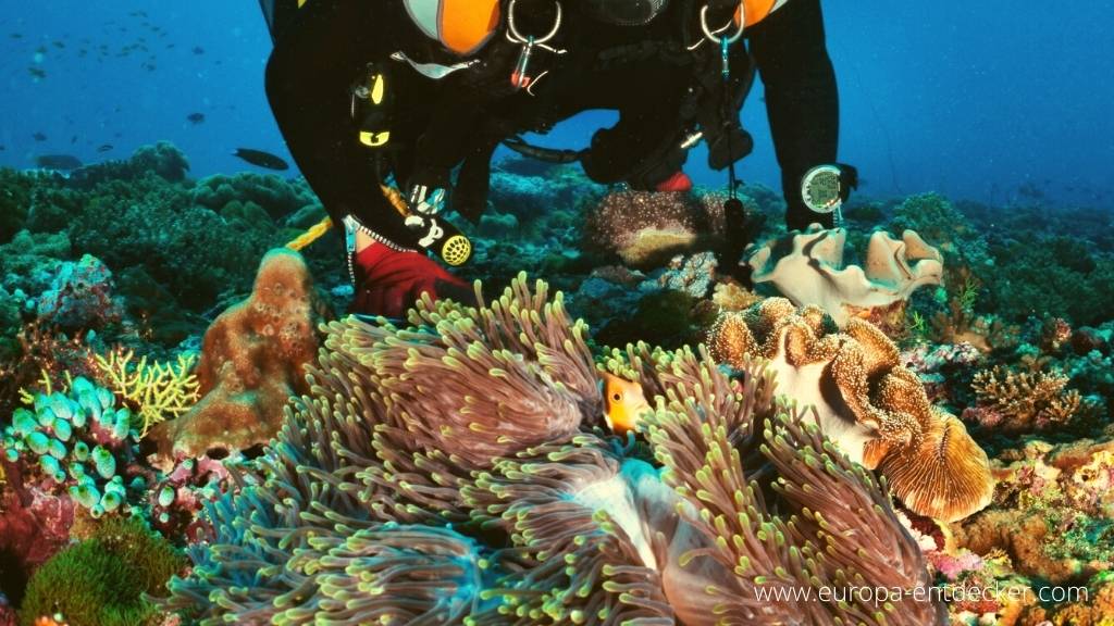 Erlebnis Unterwasserwelt