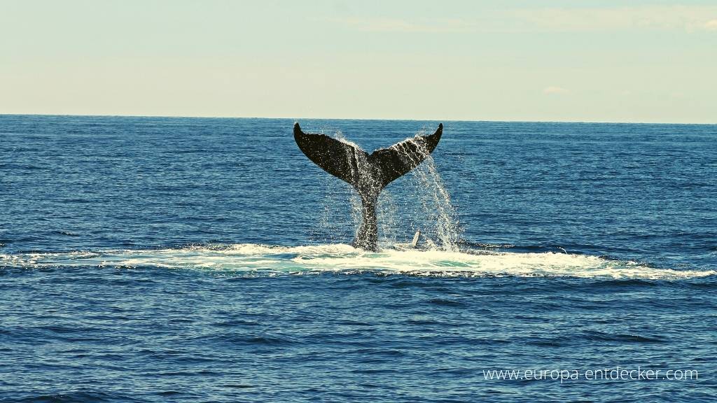 Whale Watching Touren ab Reykjavik sind beliebt bei Touristen